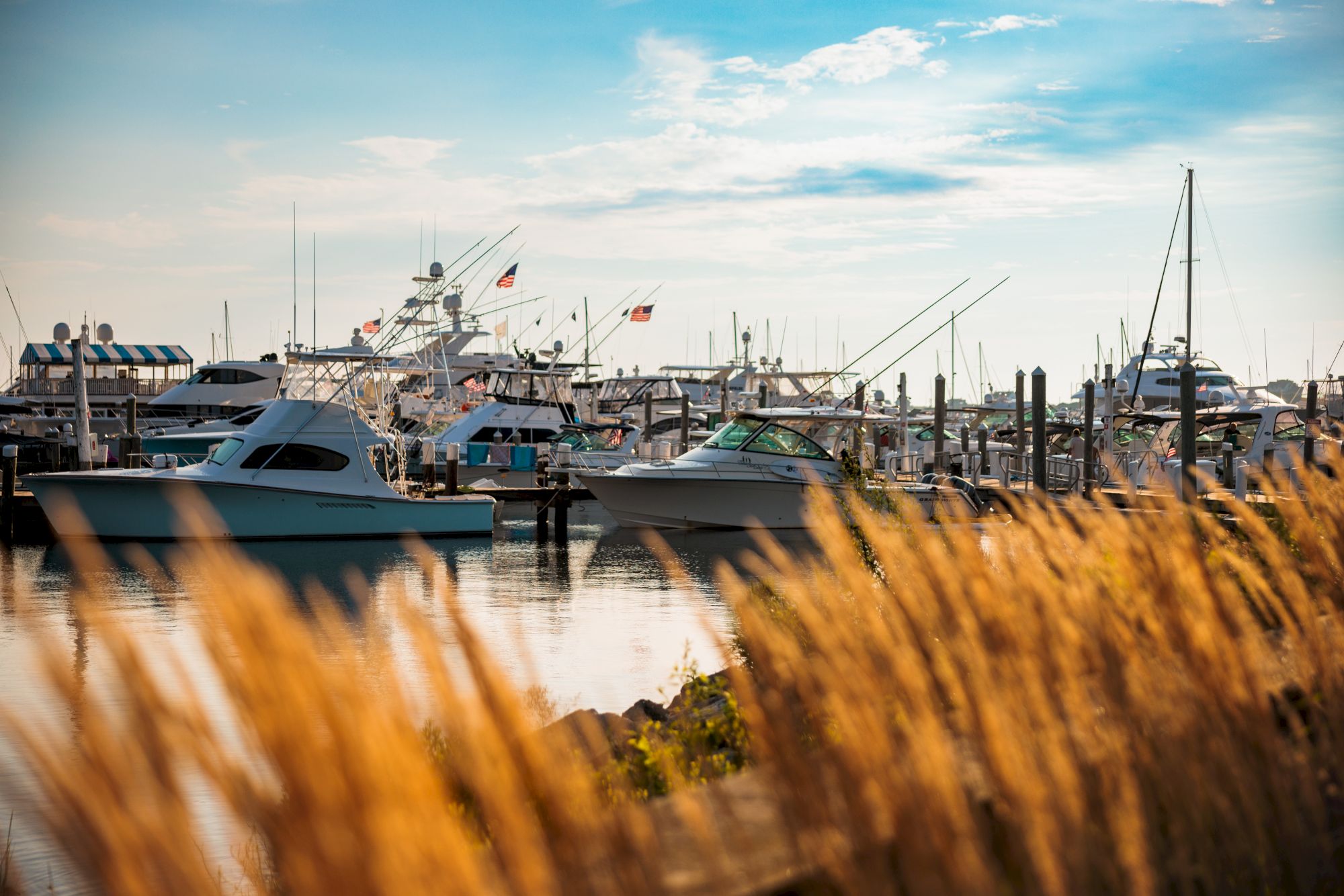 A marina with several yachts docked, viewed through tall golden grass under a blue sky with some clouds.